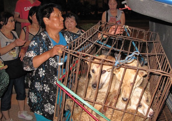 Yang Xiaoyun, founder of The Home To All, an animal shelter in Tianjin, fixes a cage carrying dogs in Yulin on Thursday. Yang and other volunteers stopped a tricycle carrying dogs to be eaten and saved them. HOU LIQIANG / CHINA DAILY