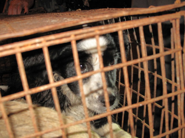 One of the dogs that volunteers saved from dog catchers peeks out from his cage in Yulin. HOU LIQIANG / CHINA DAILY