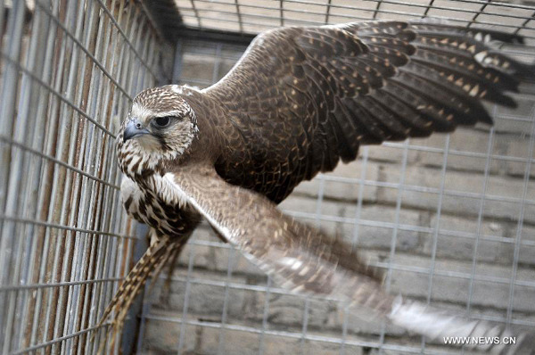 Photo taken on Nov 26, 2014 shows a trafficked falcon in a cage for protection at Zhongshan Park in Yinchuan, capital of Northwest China's Ningxia Hui autonomous region. (Photo: xinhua)