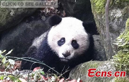  A wounded panda with part of its intestines ripped out is found about 500 meters from a protection center in Qingjiang, Sichuan province on November 17, 2014. [Photo/ Qingjiang Natural Reserve Center] 