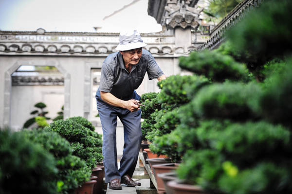 Zhang Binglin, 70, prunes flowers at his home in Rudong, Jiangsu province on Sep 30, 2014. [Photo/Xinhua]