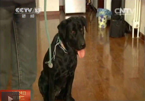 Gangzi trains Wangyu's dog Lisa at a dog training center. [Photo: screen shot from cntv.cn]
