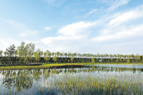 The water quality in a section of the Weihe River in Xi'an, Shaanxi province, has recovered thanks to the harsh punishments handed down to polluters. (Wang Xinshi/for China Daily)