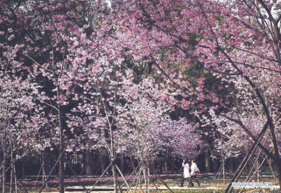 Tourists enjoy cherry blossoms at the Moshan scenic spot in Wuhan, capital of central China's Hubei Province, March 12, 2015. As weather warms up, cherry blossoms here are in full bloom. (Photo: Xinhua/Xiao Yijiu)