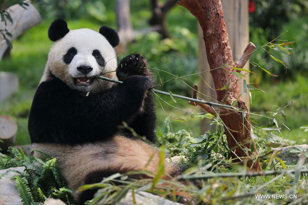 Giant panda Xinxin donated by the Chinese central government eats bamboos in Macao, south China, May 31, 2015. The pandas will see the public officially on the International Children's Day of June 1.(Photo/Xinhua)