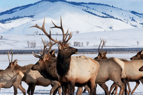 Wildlife in Jackson Hole in the United States are captured in Steven Clark Rockefeller Jr's photographs and Liu Zhong's ink paintings. (Photo provided to China Daily)