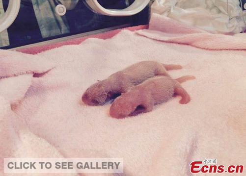 The twin female cubs, which weigh 118 grams and 70 grams respectively, are being kept in an incubator at the Chengdu Research Base of Giant Panda Breeding in Southwest China's Sichuan province, June 22, 2015. (Photo provided by Chengdu Research Base of Giant Panda Breeding) 