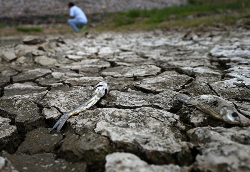 Dead fish lie in a dry riverbed in Dalian, Liaoning province, on Tuesday. Northeastern China is experiencing a drought. Li Gang/Xinhua