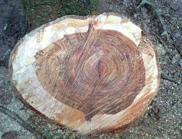 Cross section of the huanghuali tree branch. XISHUANGBANNA TROPICAL BOTANICAL GARDEN