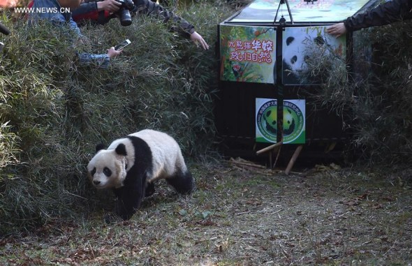 Giant panda Hua Jiao is seen crawling out of cage and released into the wild at Liziping Nature Reserve, southwest China's Sichuan Province, Nov. 19, 2015. Hua Jiao was the fifth captive-bred giant panda to be sent back home following giant panda Xiang Xiang, Tao Tao, Zhang Xiang and Xue Xue. (Photo: Xinhua/Xue Yubin)