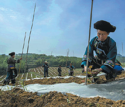 Villagers cultivate kiwi fruits at Miao Hanzi Fruit Co in Huayuan county, Hunan province. Provided to China Daily