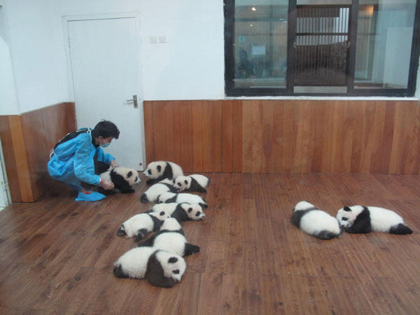 A keeper attends one of the panda cubs born this year in the Chengdu Research Base of Giant Panda Breeding in Sichuan province. (Huang Zhiling/www.chinadaily.com.cn)