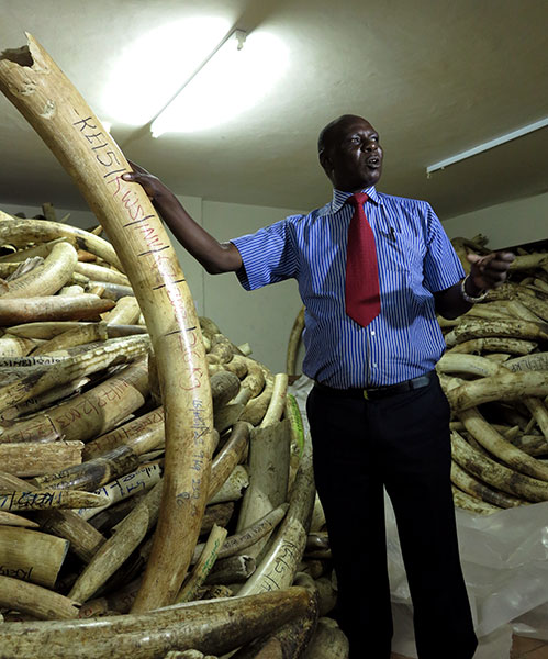 . K. Lubia, assistant director of enforcement and compliance affairs at the Kenya Wildlife Service, displays ivory in a storage facility. CHEN LIANG/CHINA DAILY