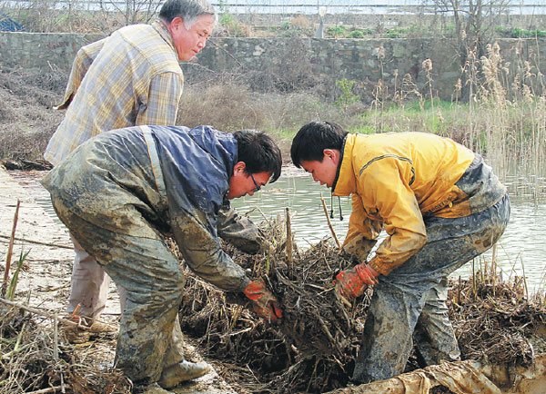 Yu Dan (left) and two students move seedlings for replantation in another part of the lake as part of an ecosystem restoration experiment in 2014. (Photo provided to China Daily)