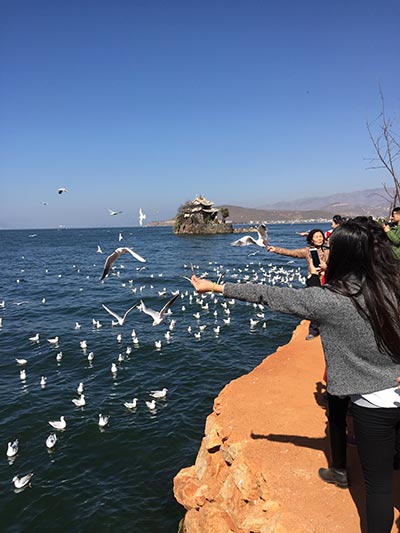 Tourists feed birds at Erhai Lake in Dali. (Photo by Yang Feiyue/China Daily)