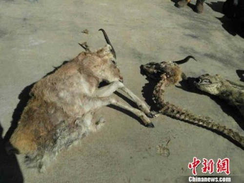 Photo shows dead Przewalski's gazelles. (Photo/Chinanews.com)