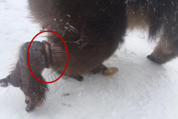 The nylon cord on the monkey's wounded and swollen right leg. (Photo/Weibo.com)