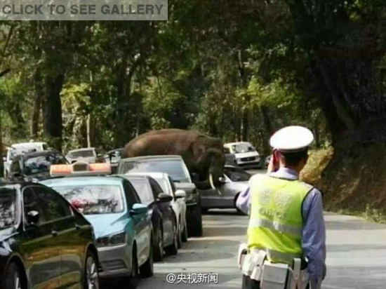 A wild Asian elephant takes a stroll on the road amid cars near the scenic area of Wild Elephant Valley on Sunday, Feb.14, 2016. (Photo/CCTV)