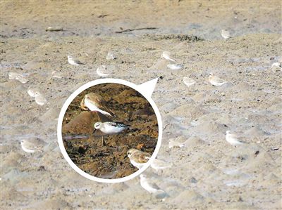 Photo of spoon-billed sandpiper taken by Luo Lixiang. (Photo/Luo Lixiang)