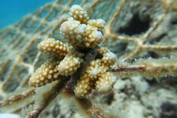 A coral branch transplanted to an artificial reef by scientists. (Photo/China Daily)