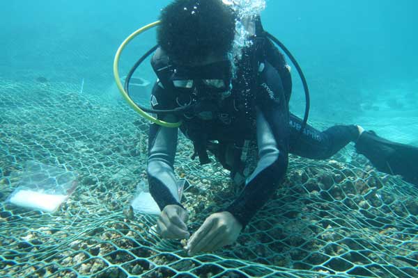 A researcher with the Chinese Academy of Sciences transplants corals in the South China Sea. (Photo provided to China Daily)