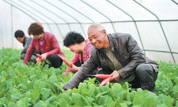 Liu Xiaoyang, a vegetable farmer in Chengxian, Gansu province, works in his greenhouse alongside fellow villagers. Zhang Meng/Xinhua