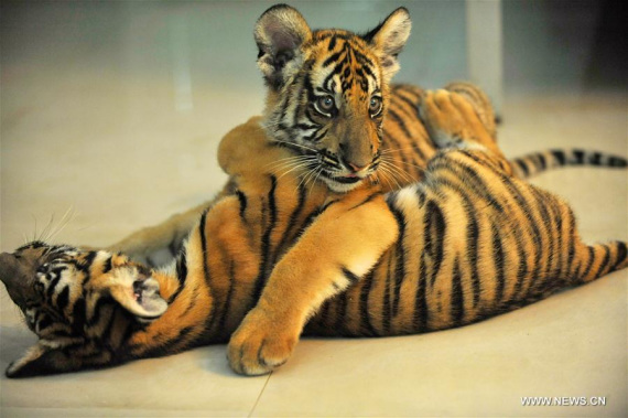 Twin cubs of South China tiger have fun at Nanchang Zoo in Nanchang, capital of east China's Jiangxi Province, Aug. 22, 2016. The newly born twin cubs of South China tiger in Nanchang Zoo live through the observation period smoothly recently. (Photo/Xinhua)