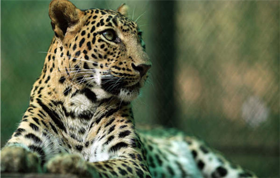 Leopards: 21st Century Cats is among the nature films screened at the ongoing Earthland Wildscreen Film Festival.