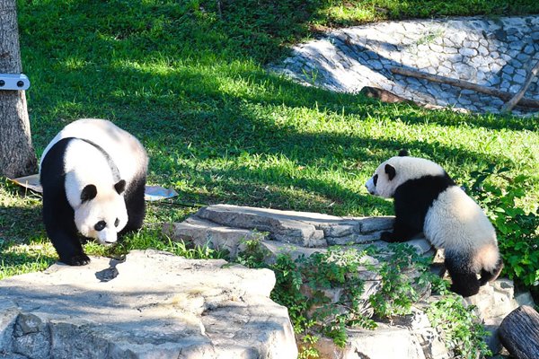 Giant panda Mei Xiang and her son Bei Bei play together during Bei Bei's one-year birthday at the Smithsonian's National Zoo in Washington on Aug. 20, 2016. (Photo/Xinhua)