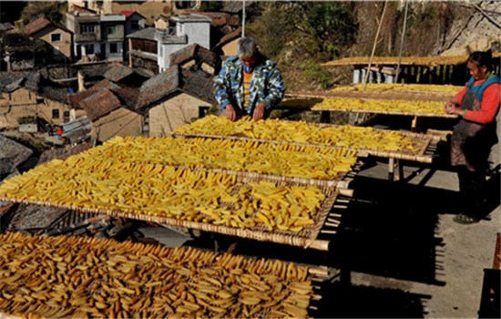 Villagers dry newly harvested sweet potatoes under the sun. (WANG KAIHAO/CHINA DAILY)