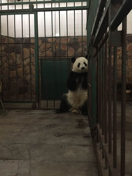 Mei Huan, one of the twin sisters, at the Chengdu Research Base of Giant Panda Breeding in Sichuan.[Photo provided to China Daily)