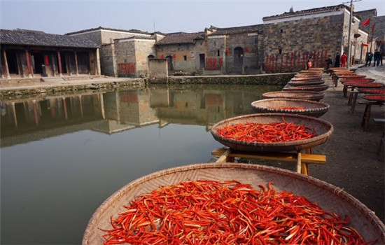 Chillies are left in trays to dry in the sun. (Photo by Rosemary Bolger/chinadaily.com.cn)