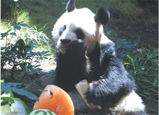 An An (the world's second-oldest male panda in captivity): born free in 1986 Age: 30 Sex: male  Weight: 100 kg Age when brought to Hong Kong: 11 Distinguishing features: a square-shaped face