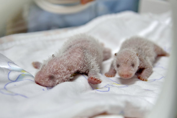 Twin baby pandas are born at a safari park in Guangzhou, South China's Guangdong province, on Oct 9, 2016. (Photo provided to chinadaily.com.cn)