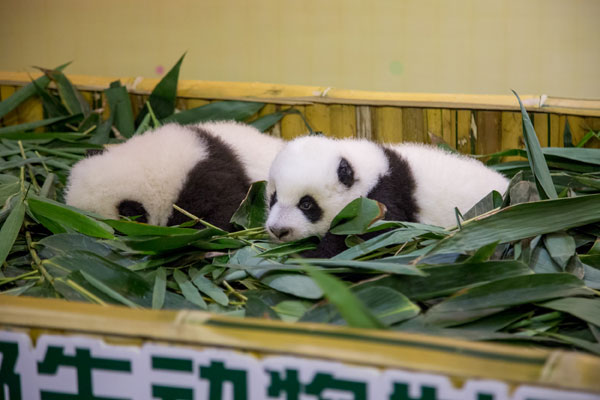 The twin boy panda cubs are in good health. (Photo provided to chinadaily.com.cn)