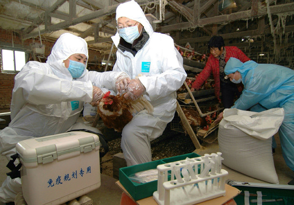 Technicians collect blood from a chicken to help poultry feeders disinfect the farm in Linghai, Liaoning province, Jan 20, 2015. (Photo/China Daily)