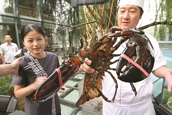 North American lobsters such as this one from Canada are showing up on dinner tables for Chinese NewYear. Provided to China Daily