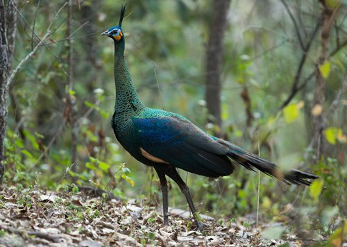 A green peafowl snapped by the Wild China team on a recent visit to the Jiasajing dam area (Photo/Wild China Film)