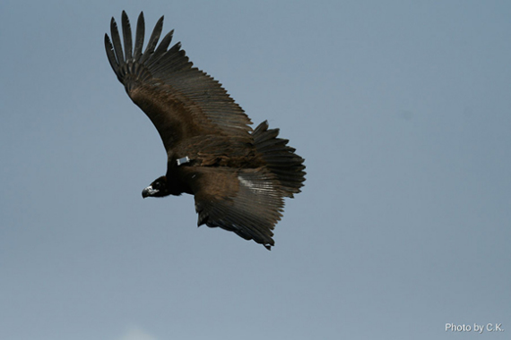 Cinereous vulture Skywalker returns to the wild with a satellite tracking device attached to its back in Chiangmai, Thailand.  (Photo provided to China Daily)