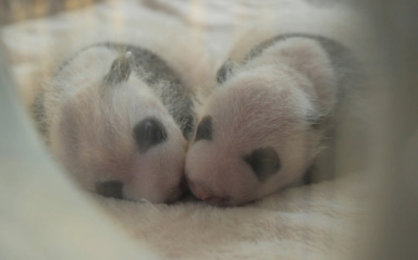 The first giant panda twins of the year were born in captivity at the Chengdu Research Base of Giant Panda Breeding, April 24, 2017.(Photo/CGTN)