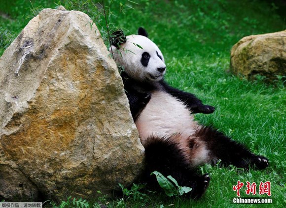 Giant panda Xing Ya makes debut at Ouwehands Zoo in the Dutch city of Rhenen, the Netherlands, May 30, 2017. Wuwen, one of two giant pandas, is presented at the Ouwehands Zoo in Rhenen, the Netherlands, May 30, 2017. (Photo/Agencies)