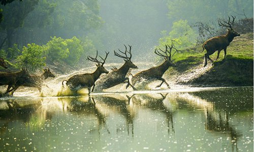 Yang Guomei's photographs of milu. (Photos/Courtesy of Yang Guomei)