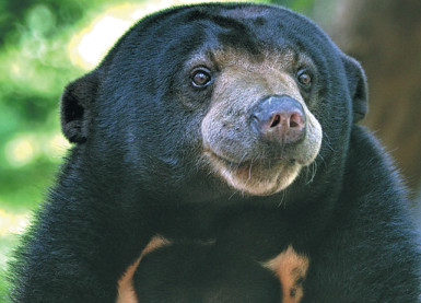 A sun bear.(Photo provided to China Daily)