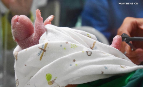 Photo taken on July 31, 2017 shows the world's first giant panda cub with both captive and wild parents in southwest China's Sichuan Province. The world's first giant panda cub with both captive and wild parents was born early Monday in Sichuan Province. (Xinhua)