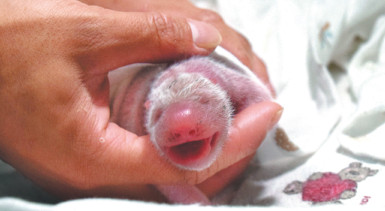 A newborn panda cub is examined in Chengdu, Sichuan province, on Monday. The mother, Cao Cao, who was raised in captivity, mated with a wild male. It is the first time such a union has produced offspring.(Li Chuanyou/For China Daily)