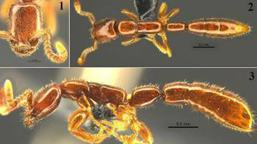 High-resolution image of the ant species captured by a Leica stereo microscope. (Photo/Xinhua)