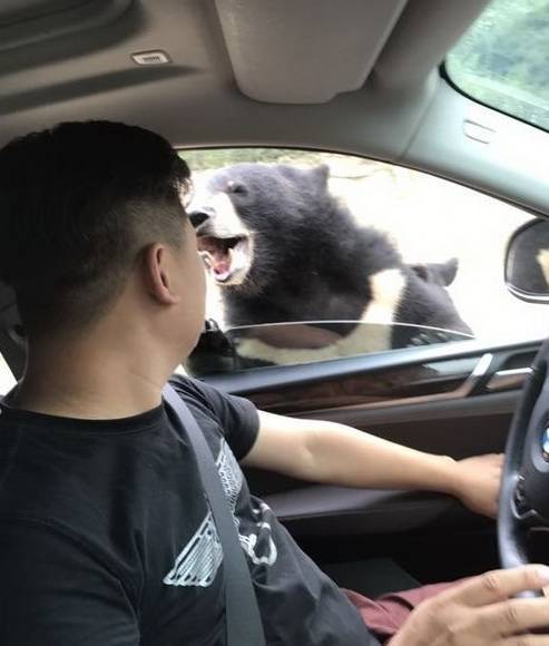 A male visitor was bitten on the arm by a black bear when he rolled down his car window to feed one of the animals at Beijing Badaling Wildlife World on Aug 18. (Photo from Sina Weibo)