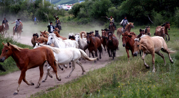 Tourists herd horses with local guides last month on a trail in Saihanba National Forest Park. The man-made forest, grown out of the desert and known for its ecotourism in Hebei province, shields Beijing and other big cities from sandstorms. ZOU HONG/CHINA DAILY