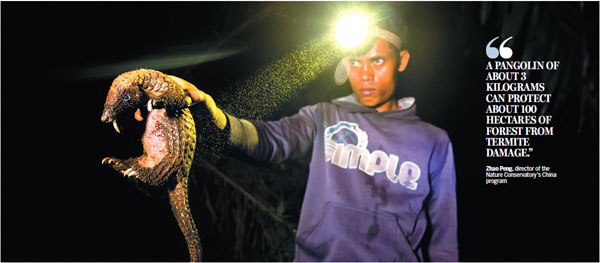 A pangolin that had been snared by poachers is rescued in the early hours by wildlife protection volunteers in a forest in Kalimantan, Indonesia. Pangolin meat is served as a delicacy in parts of Asia, while the animal's scales are often used in traditional herbal medicines produced in China and Vietnam, all of which has pushed the species to the brink of extinction.