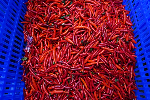 Hot pepper to be weighed at the company in Longhui county, Shaoyang city in Central China's Hunan province. (Photo by Wang Jingjing/chinadaily.com.cn)